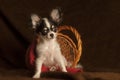 Baby chihuahua in a basket