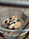 Baby chiken seating in bicycle basket White and brown colour beautiful cute clousup looking for food