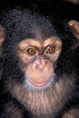 Portrait of a Baby Chimp Royalty Free Stock Photo