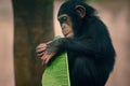 Baby Chimp - Chimpanzee Royalty Free Stock Photo