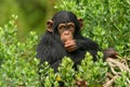 Baby Chimpanzee in heavy thought Royalty Free Stock Photo