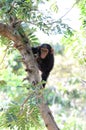 Baby Chimpanzee Royalty Free Stock Photo
