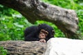 Baby chimpanzee