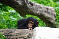 Baby chimpanzee Royalty Free Stock Photo