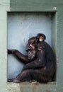 Baby chimpanzee Royalty Free Stock Photo