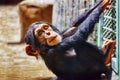 Baby Chimpanzee apes . Royalty Free Stock Photo