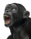 Baby chimpanzee cartoon in a white background Royalty Free Stock Photo