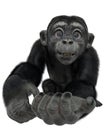 Baby chimpanzee cartoon in a white background Royalty Free Stock Photo