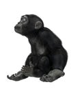 Baby chimpanzee cartoon in a white background Royalty Free Stock Photo