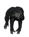 Baby chimpanzee cartoon in a white background Royalty Free Stock Photo