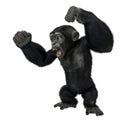 Baby chimpanzee cartoon in a white background Royalty Free Stock Photo