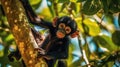 Baby chimpanzee climbing a tree