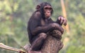 Baby chimpanzee clinging on to a wooden plank at a zoo in Kolkata, India. Royalty Free Stock Photo