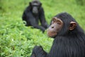 A baby chimpanzee at Ngamba Island Chimapanzee Sanctuary Royalty Free Stock Photo