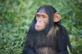 A baby Chimpanzee at Ngamba Island in Uganda Royalty Free Stock Photo