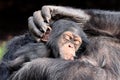 Baby chimpanzee (Pan troglodytes) and parent