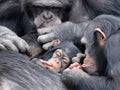 Baby chimpanzee (Pan troglodytes) and parent