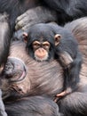 Baby chimpanzee (Pan troglodytes) and parent