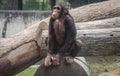 Baby Chimpanzee sitting on a stem of a tree.