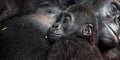 Baby chimpanzee sleeping at his mother` chest, together with family. Mother love family concept. The Pan troglodytes Royalty Free Stock Photo