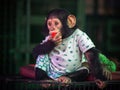 Baby chimpanzees.