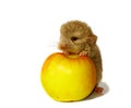 Baby chinchilla and the apple isolated