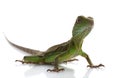 Baby Chinese Water Dragon Royalty Free Stock Photo