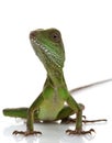 Baby Chinese Water Dragon Royalty Free Stock Photo