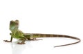 Baby Chinese Water Dragon Royalty Free Stock Photo