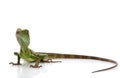 Baby Chinese Water Dragon Royalty Free Stock Photo