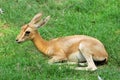 Baby chinkara deer Royalty Free Stock Photo