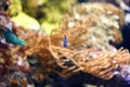 Baby Chrysiptera parasema, yellow-tailed blue damsel fish Royalty Free Stock Photo