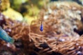 Baby Chrysiptera parasema, yellow-tailed blue damsel fish Royalty Free Stock Photo