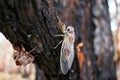 Baby Cicada Drying It`s Wings, Queensland, Australia