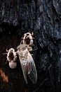 Baby Cicada Drying It`s Wings, Queensland, Australia