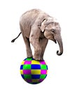 Baby circus elephant Royalty Free Stock Photo