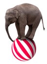Baby circus elephant balancing on ball