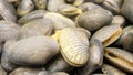 Baby clams in fresh seafood market in Bangkok Thailand