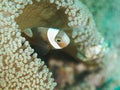 Baby Clown fish