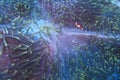 Baby Clown Fish in Luminescent Sea Anemone off Padre Burgos, Leyte, Philippines