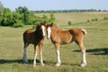 Baby Clydesdales Royalty Free Stock Photo