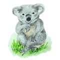 Baby coala sitting on green grass, watercolor