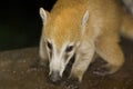 Baby coati Royalty Free Stock Photo