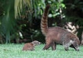 Baby Coati Following Mom Royalty Free Stock Photo