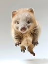 Baby coati jumps between two trees Royalty Free Stock Photo