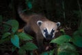 Baby Coati Royalty Free Stock Photo