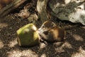 Baby coati tearing coconut in forest Royalty Free Stock Photo