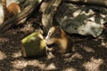 Baby coati tearing coconut in forest Royalty Free Stock Photo
