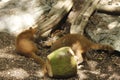 Baby coati tearing coconut in forest Royalty Free Stock Photo