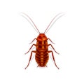 Baby Cockroach on white background